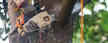 How Our Tree Care Process Works  in  Cade, LA