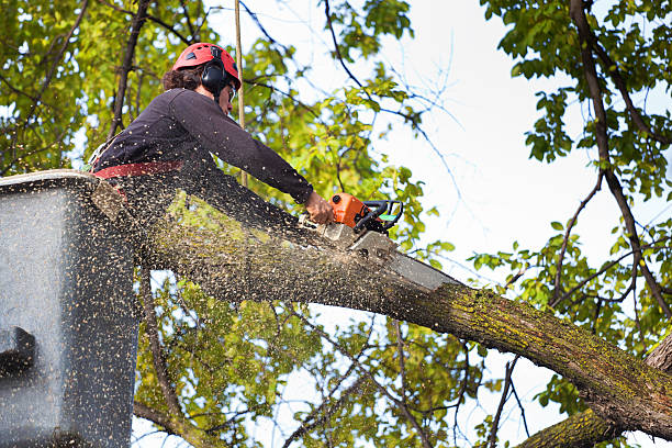 Cade, LA Tree Services Company